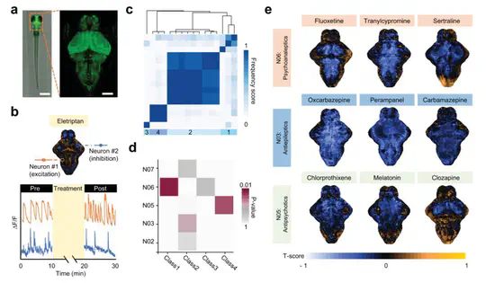 Exploring the effect of psychotropic drugs on zebrafish brain dynamics by high-throughput calcium imaging