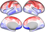 Cortical Organization of Metabolic Connectivity (fPET-FDG)
